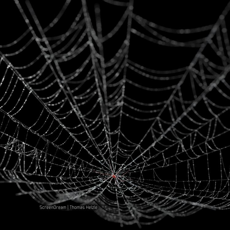 SpiderWebDewSquare.jpg
