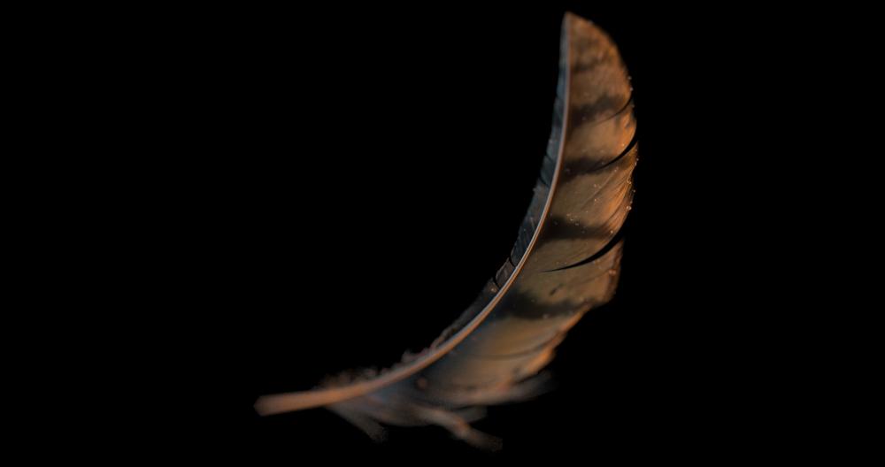 Feather6.jpg