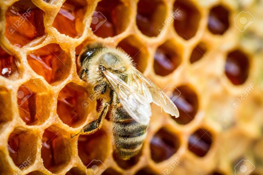 bees-in-a-beehive-on-honeycomb.jpg