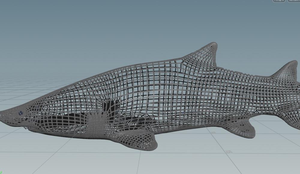 shark.jpg